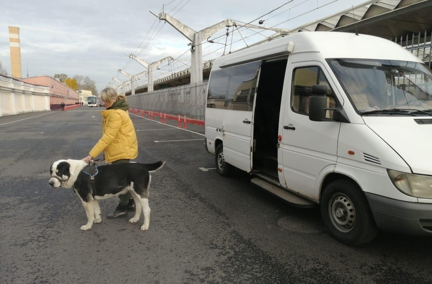 зоотакси цены москва